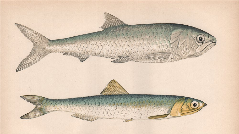 TWAITE SHAD; ANCHOVY. Alosa fallax, Clupea encrasicolus. COUCH. Fish 1862